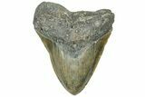 Fossil Megalodon Tooth - North Carolina #319909-1